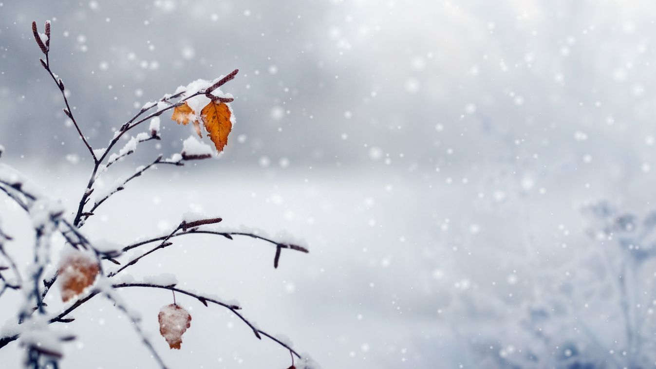 Atmospheric,Winter,Landscape,With,Snow,Covered,Thin,Tree,Branches,With